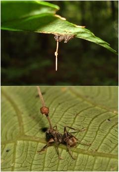 Ophiocordyceps Unilateralis