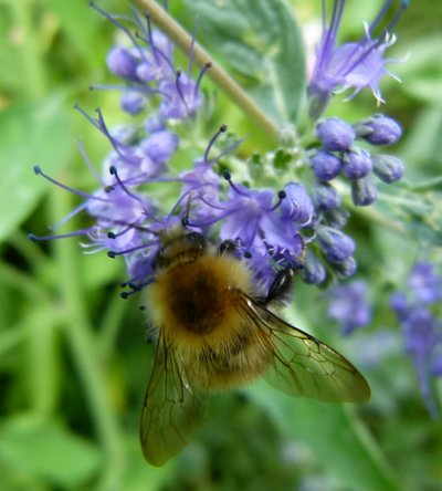 Optimal Foraging Theory