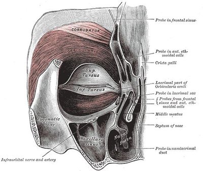 Orbicularis Oculi Muscle