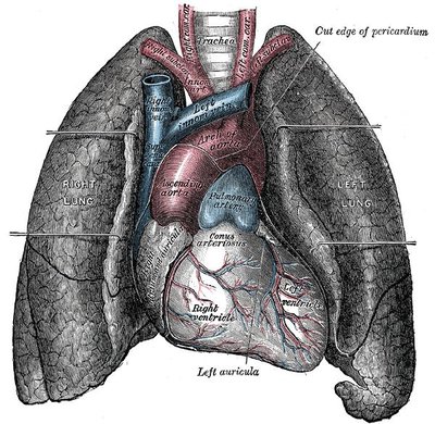 Organ (Biology)