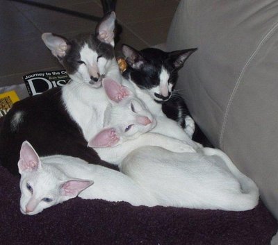 Oriental Shorthair