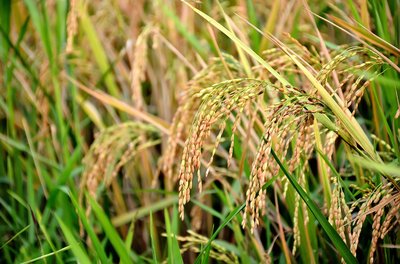 Oryza Sativa