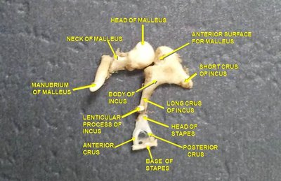 Ossicles