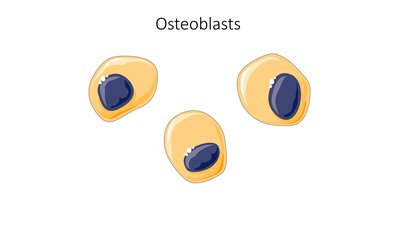 Osteoblast