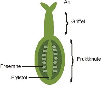 Ovule