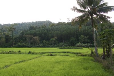 Paddy Field