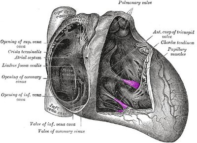 Papillary Muscle