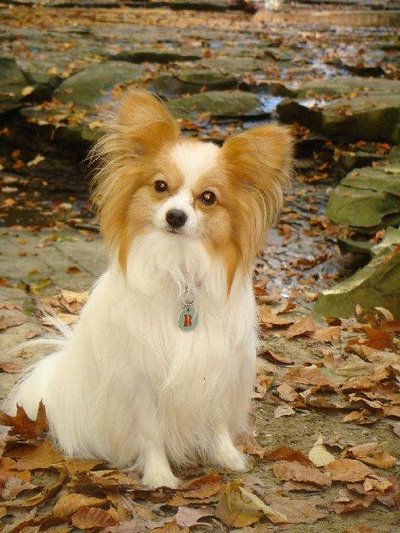 Papillon Dog
