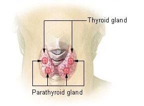 Parathyroid gland