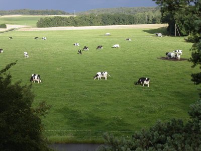 Pasture