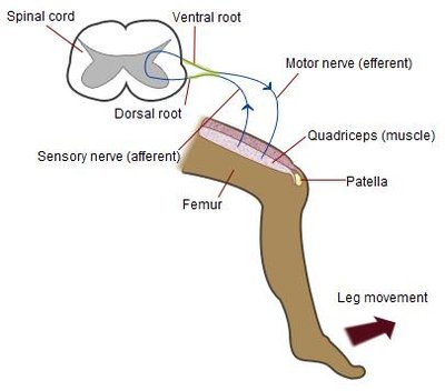 Patellar Reflex
