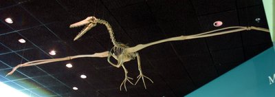 Pelagornis
