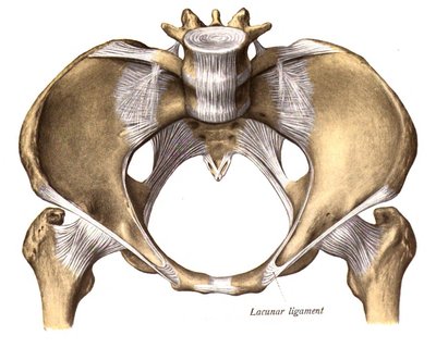 Pelvis