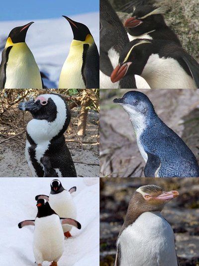 Penguin