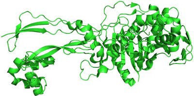 Penicillin-Binding Proteins