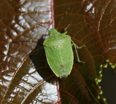 Pentatomidae