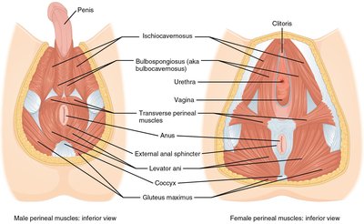 Perineum