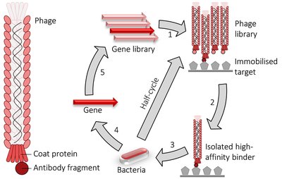 Phage display