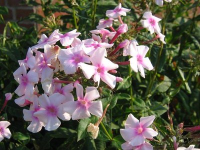Phlox Paniculata