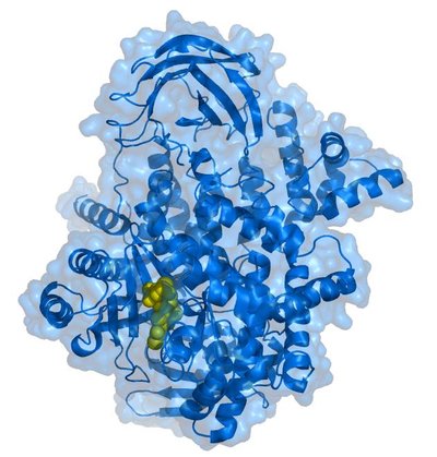 Phosphoinositide 3-kinase