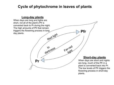 Photoperiodism