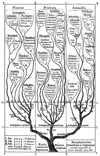 Phylogenetics