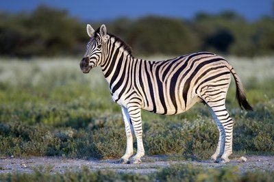 Plains zebra