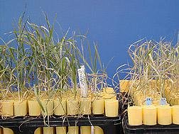 Plant Breeding