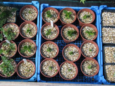 Plant Propagation