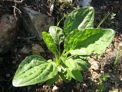 Plantago
