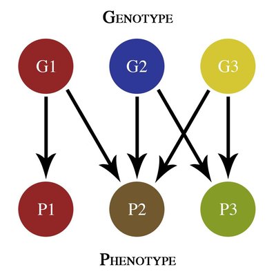 Pleiotropy
