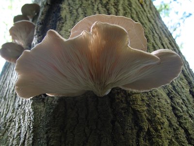 Pleurotus Ostreatus