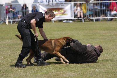 Police Dog