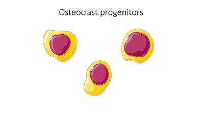 Progenitor Cell