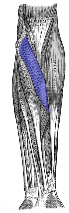 Pronator teres muscle