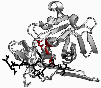 Protease