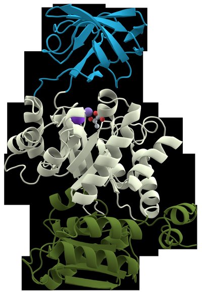 Protein Domain