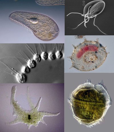 Protozoa