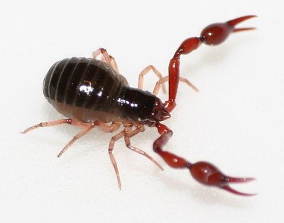 Pseudoscorpion