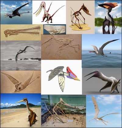 Pterosaur
