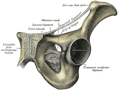 Pubic Symphysis