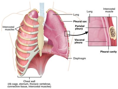 Pulmonary pleurae