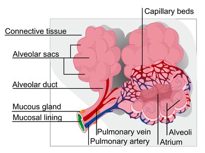 Pulmonary Surfactant