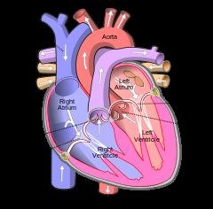 Pulmonary Vein
