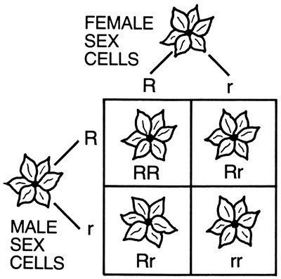 Punnett square