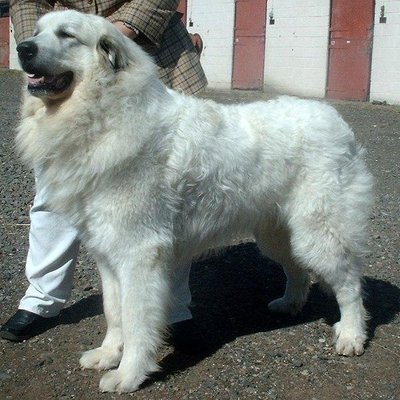 Pyrenean Mountain Dog