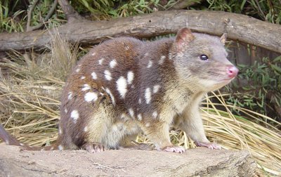 Quoll