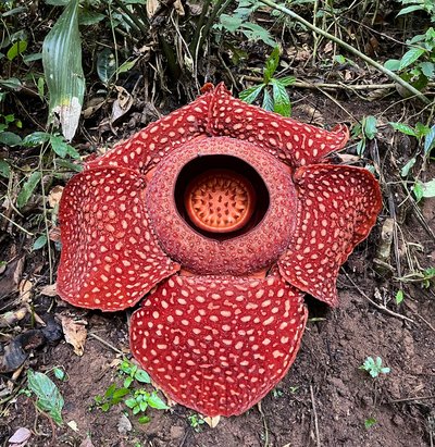 Rafflesia arnoldii