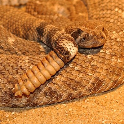 Rattlesnake