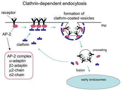 Receptor-Mediated Endocytosis